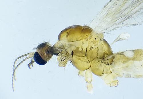 Réf. 316 585 : Molophilus griseus